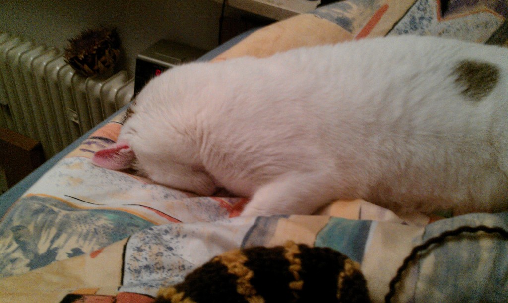 Eine große weiße Katze, die auf dem Bauch auf einer Decke liegt und das Gesicht platt auf die Unterlage drückt. Sie sieht dabei aus als würde sie lächeln.